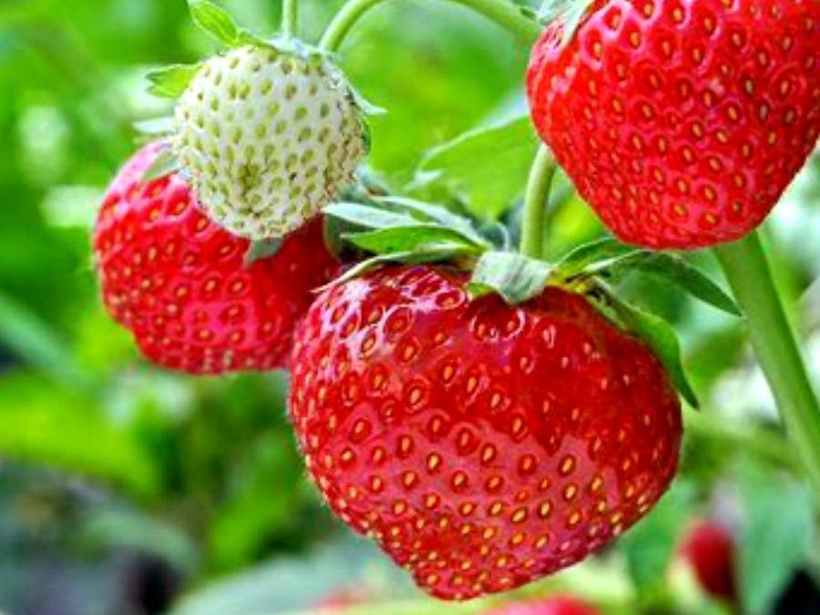 Fragaria × ananassa fruit