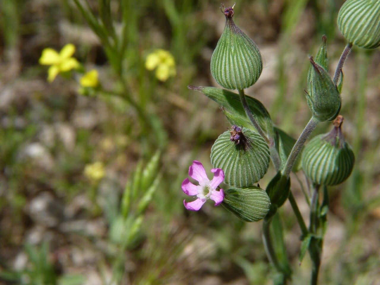 Silene conica flower