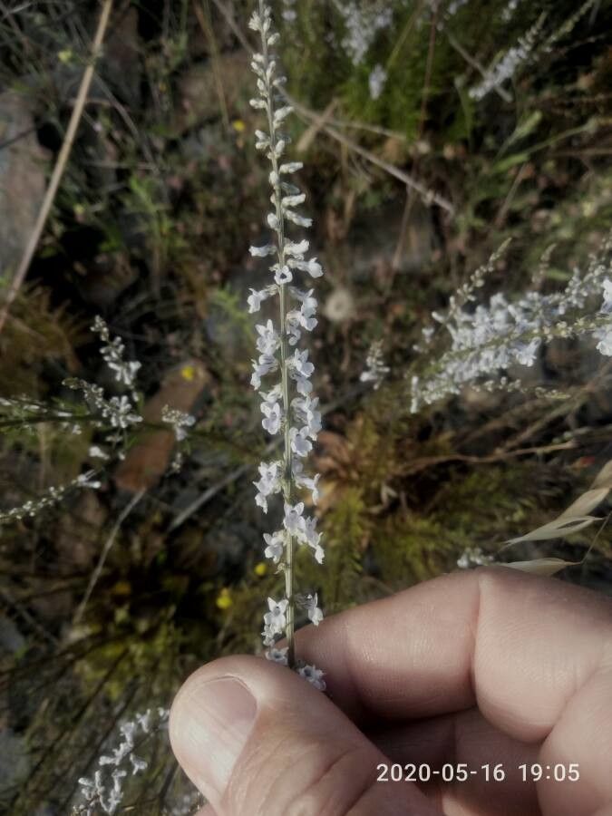 Anarrhinum laxiflorum flower