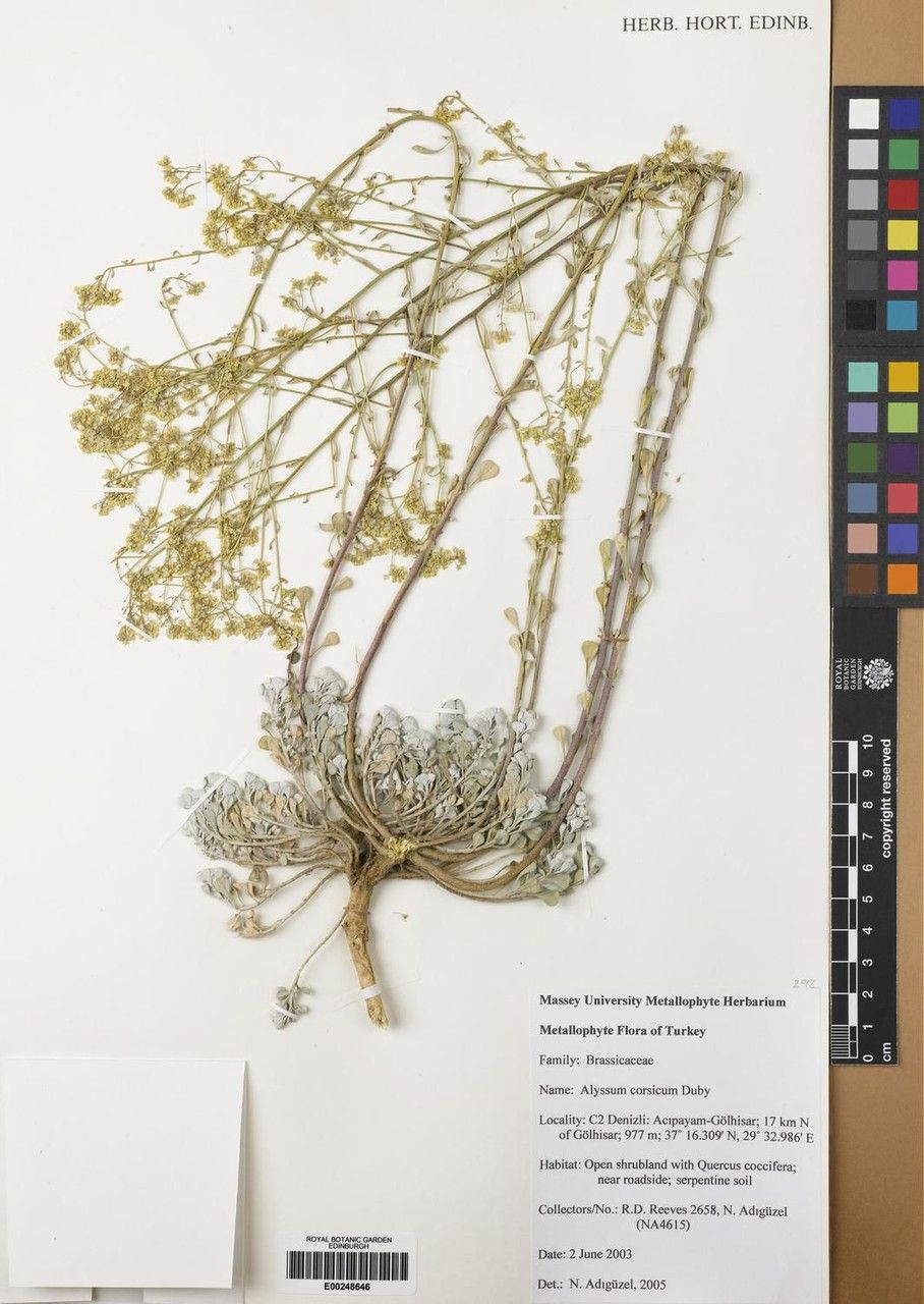 Alyssum corsicum other