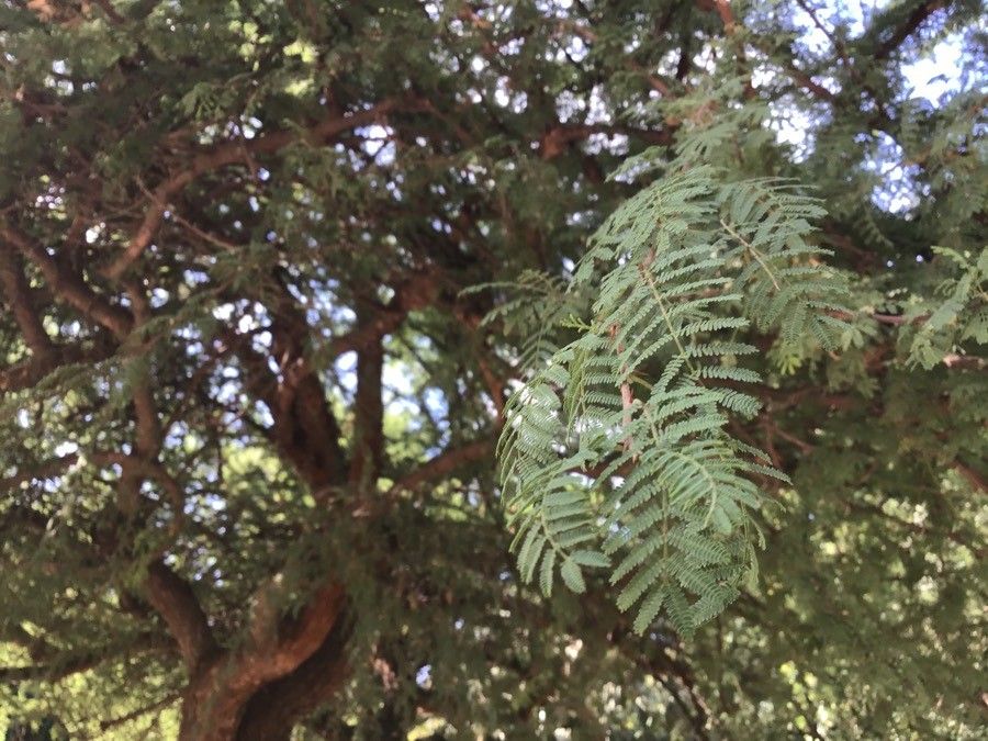 Senegalia serra — houseplant care guide