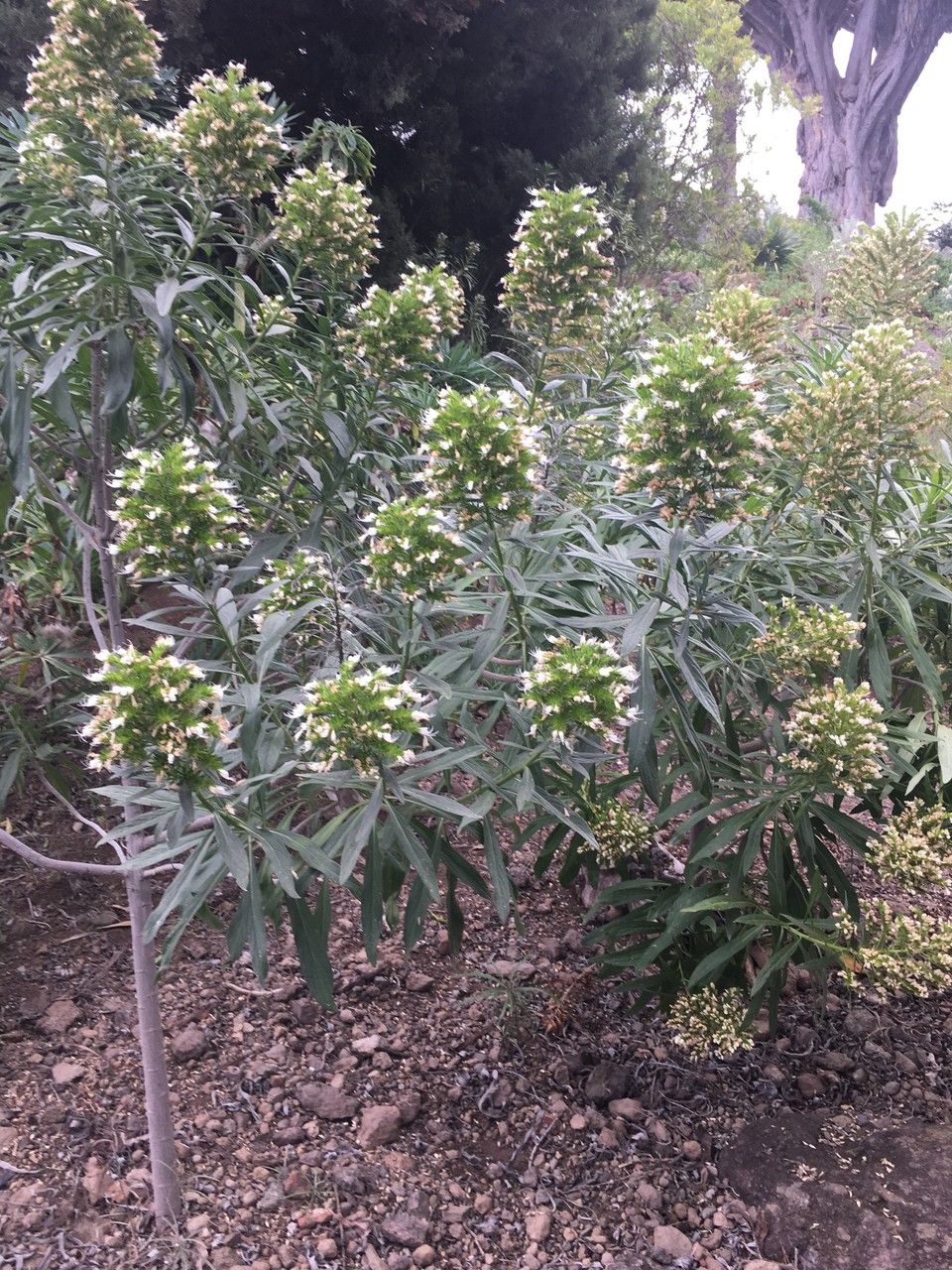 Echium leucophaeum habit