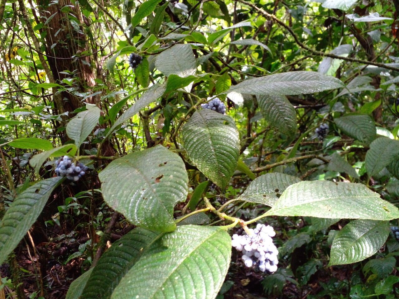 Psychotria pilosa habit
