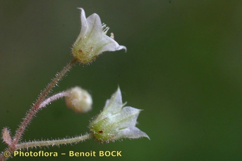 Sedum fragrans flower
