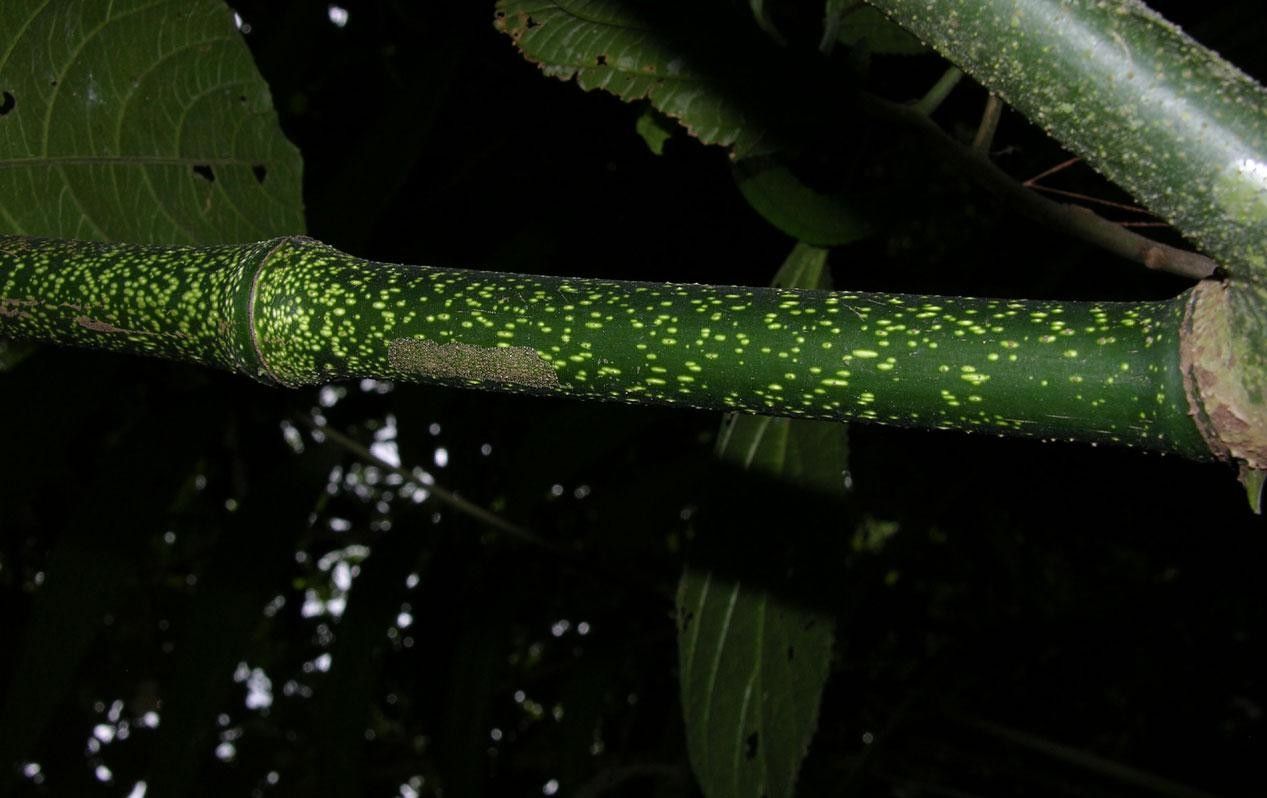 Piper umbricola bark