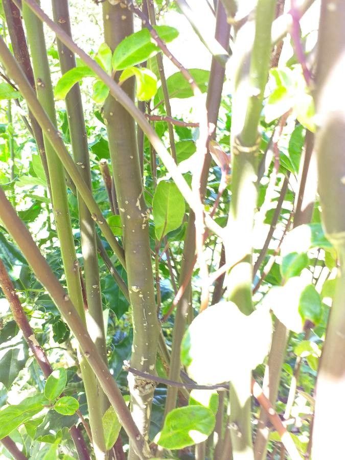 Helwingia chinensis bark