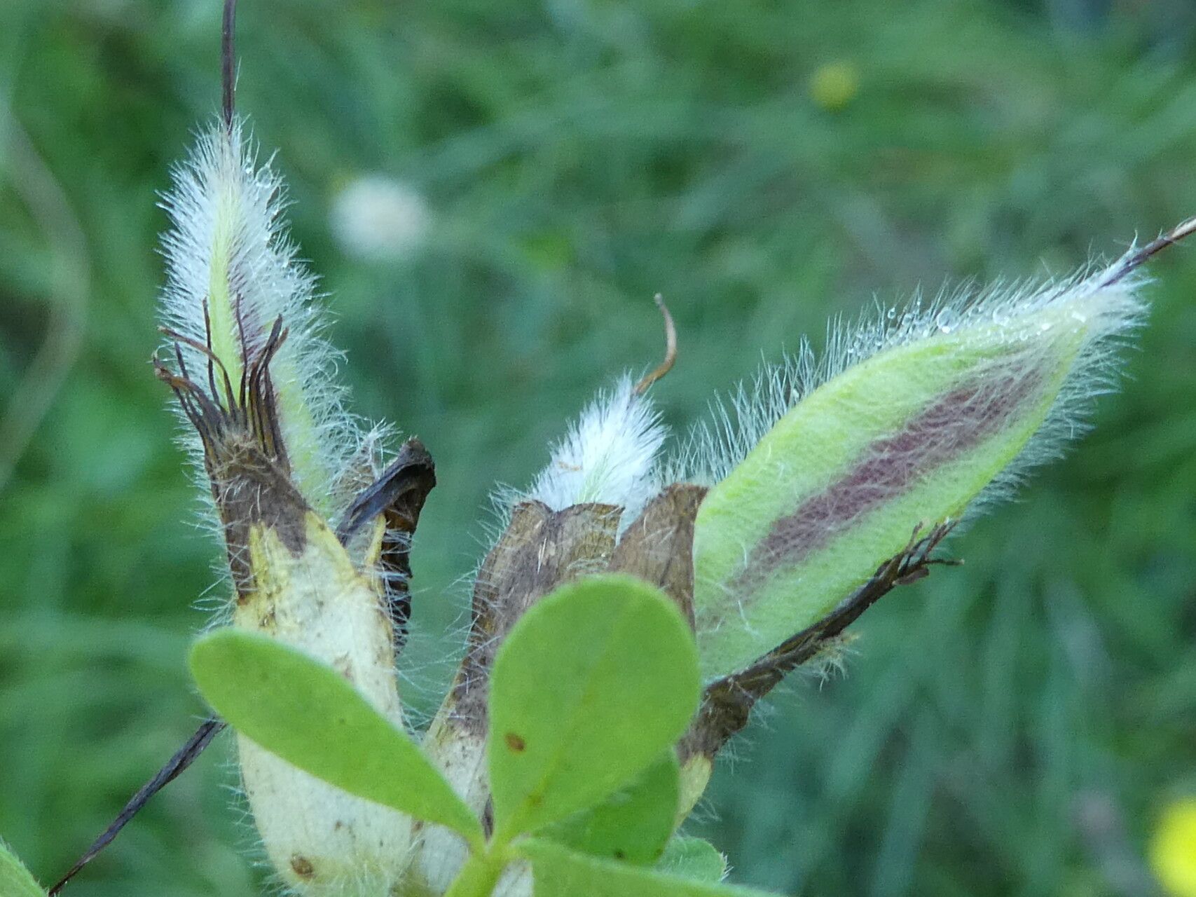Cytisus hirsutus fruit