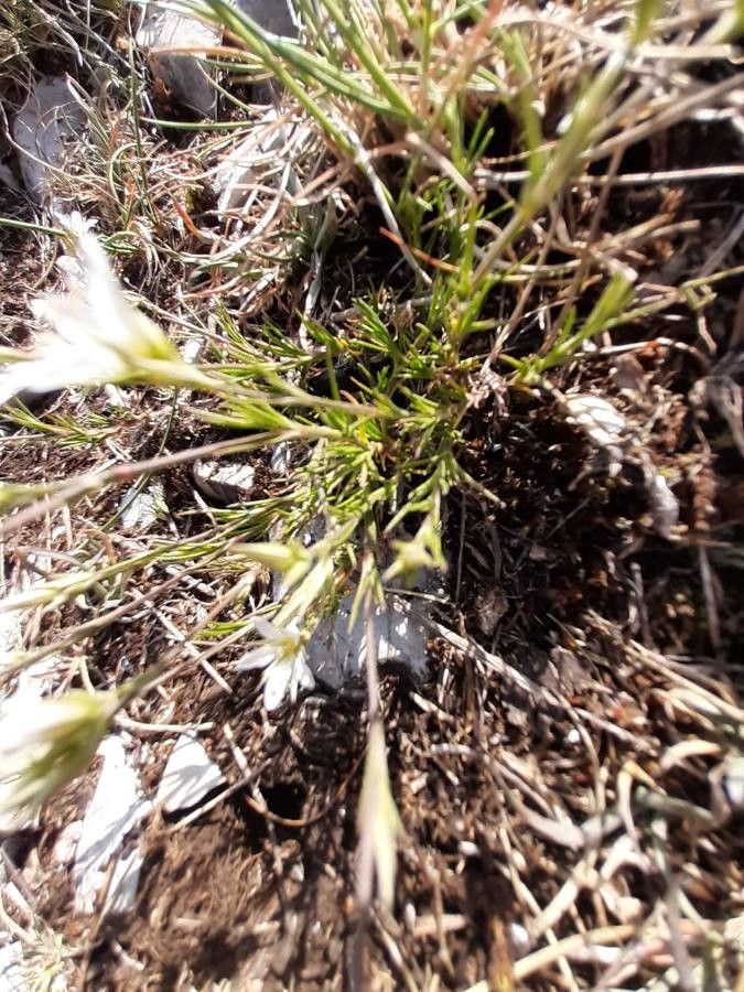 Minuartia verna leaf