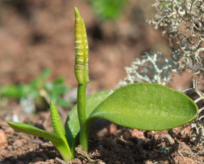 Ophioglossum azoricum flower