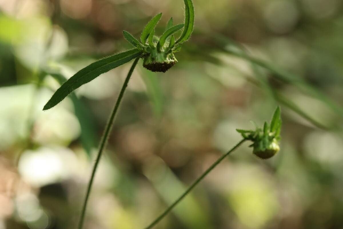 Carpesium glossophyllum — related species from the same genus