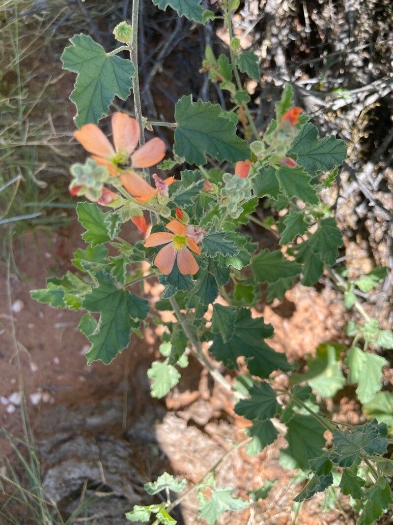 Sphaeralcea parvifolia flower
