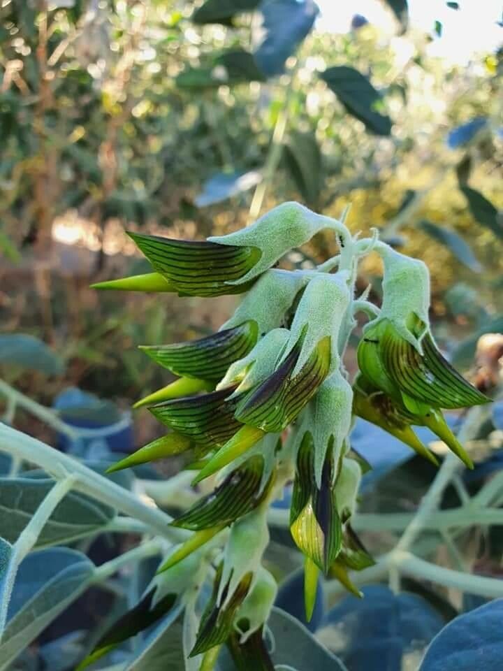 Crotalaria pallida flower