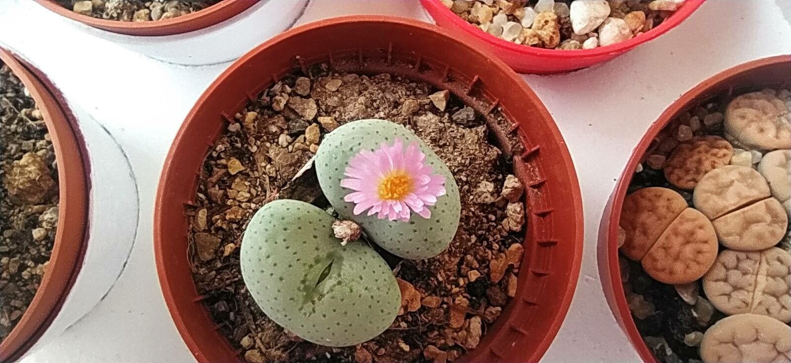 Conophytum angelicae — related species from the same genus