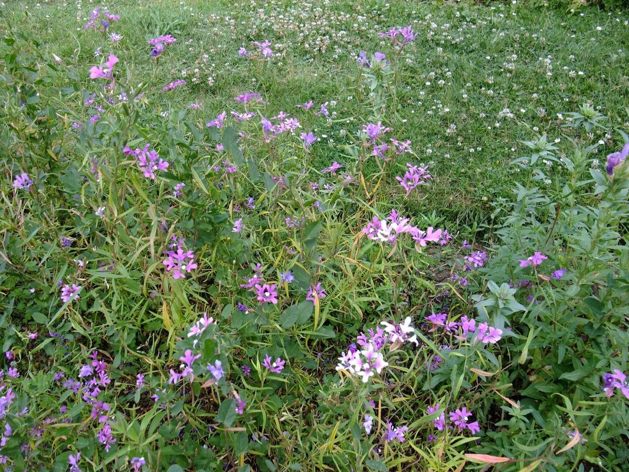 Clarkia pulchella habit