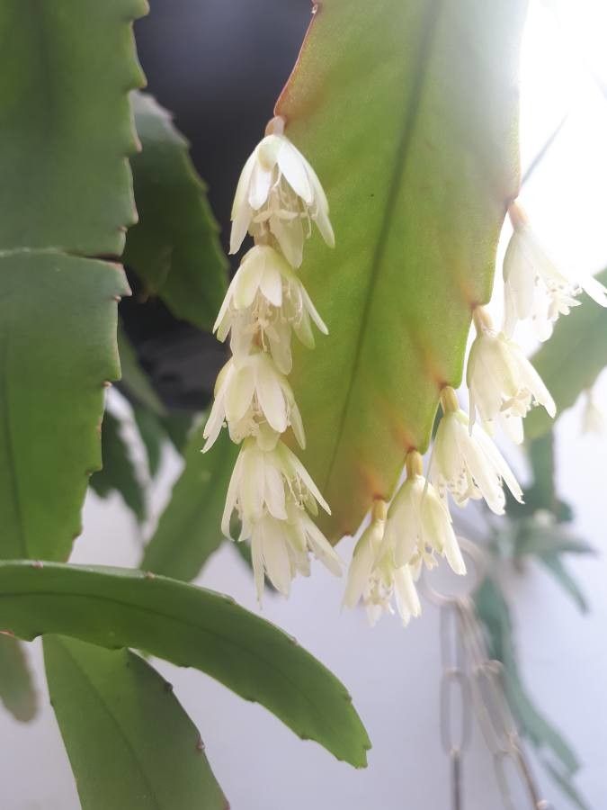 Pseudorhipsalis ramulosa flower