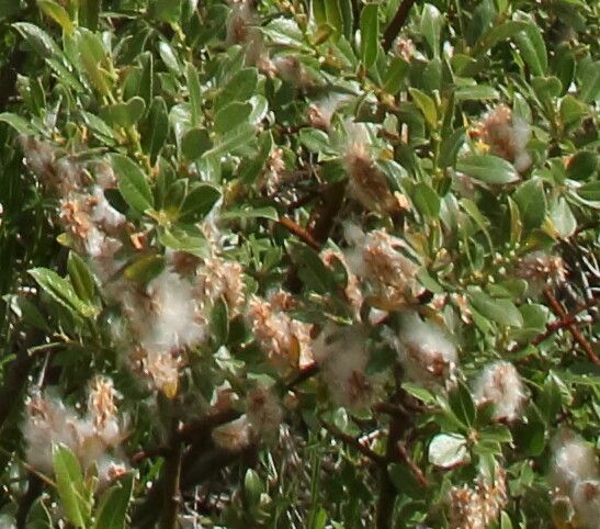 Salix breviserrata flower