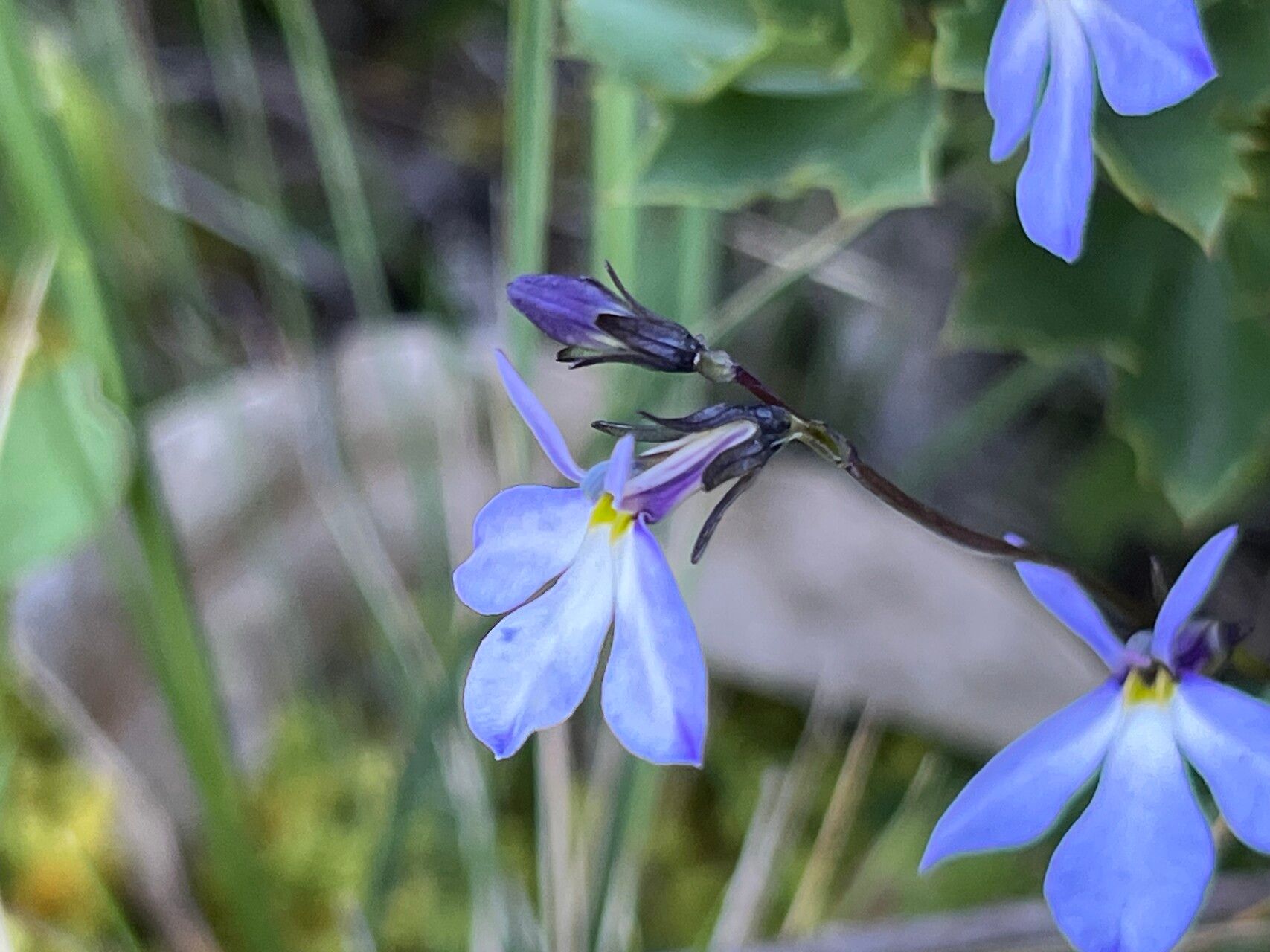 Lobelia tenera flower