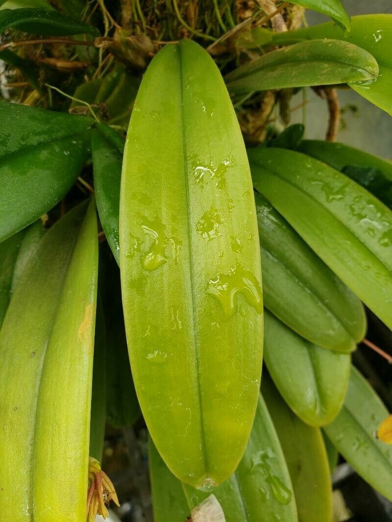 Bulbophyllum cumingii — houseplant care guide