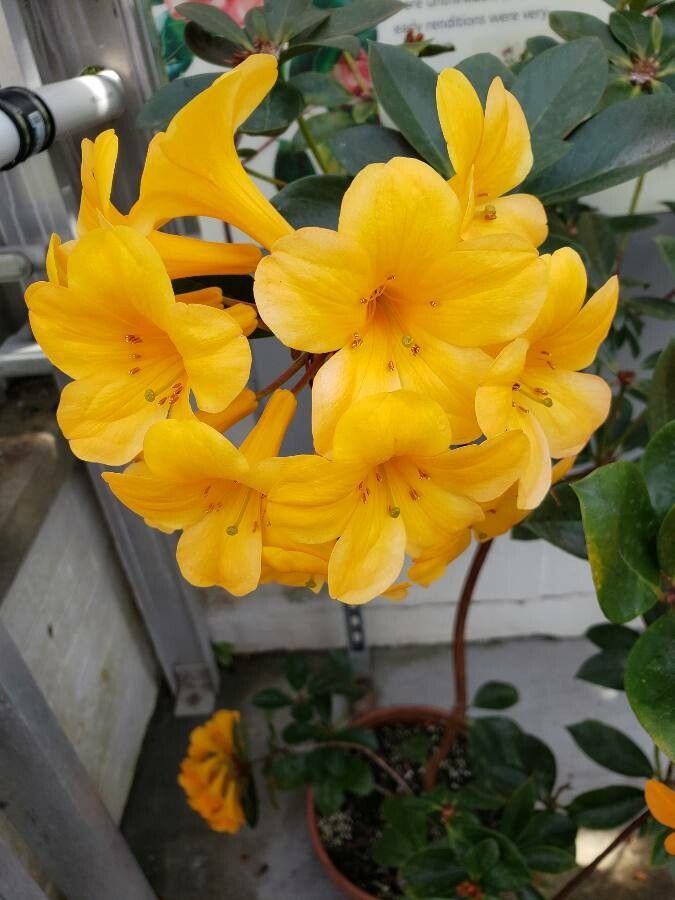 Rhododendron valentinianum flower