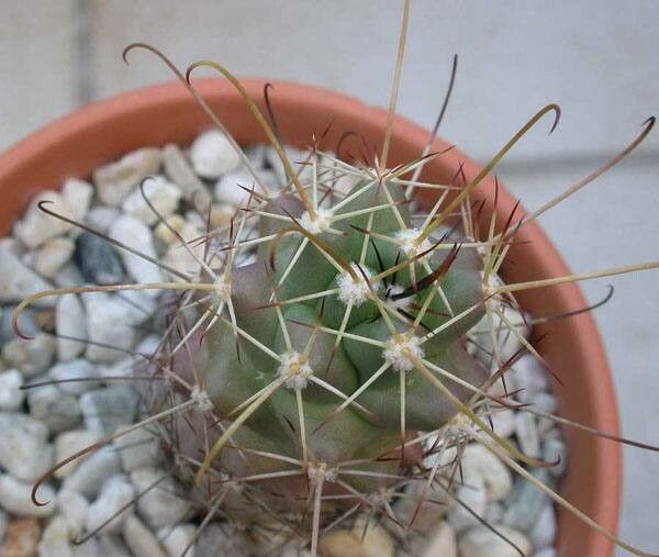 Cochemiea poselgeri — houseplant care guide