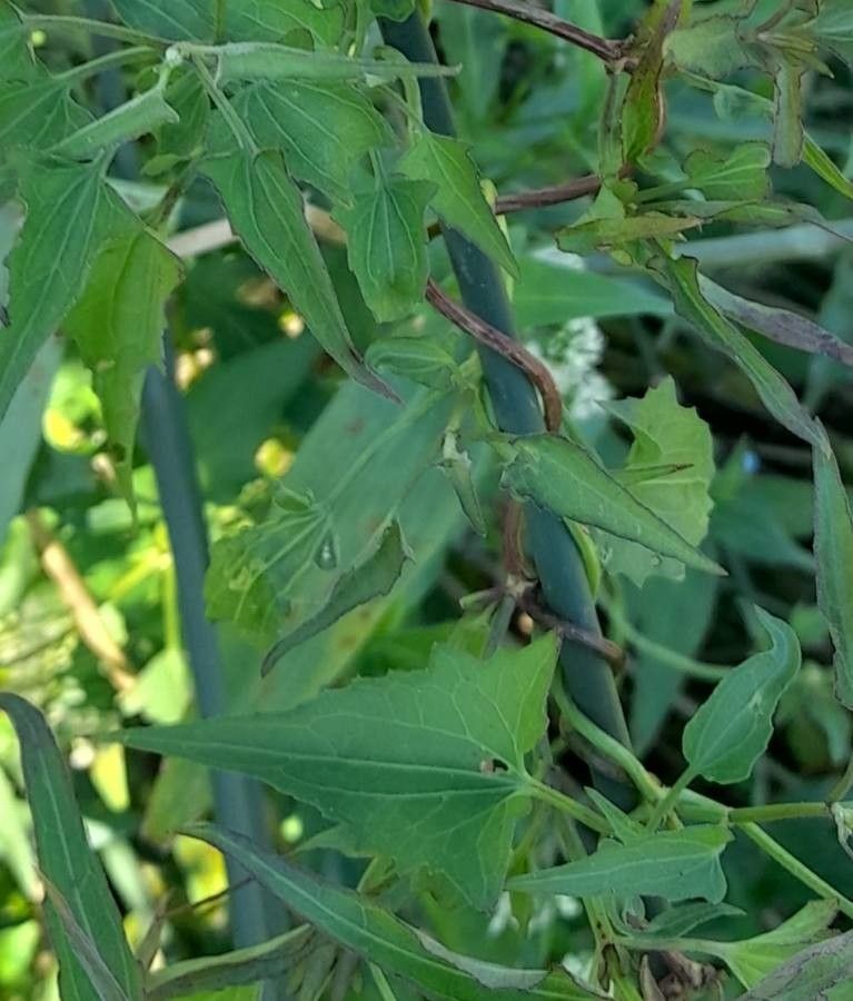 Mikania cynanchifolia — related species from the same genus