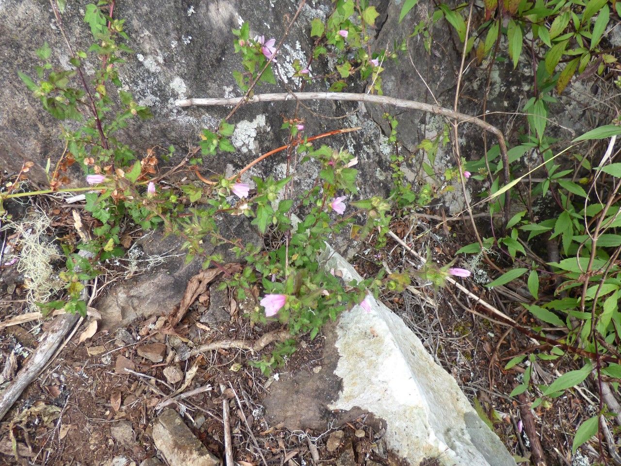 Pavonia columella habit