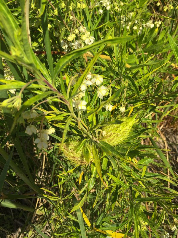 Gomphocarpus fruticosus — repeat bloomer houseplant