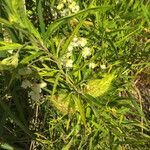 Gomphocarpus fruticosus