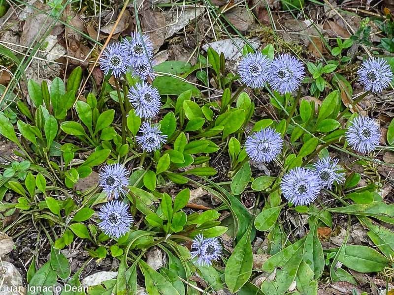 Globularia nudicaulis flower