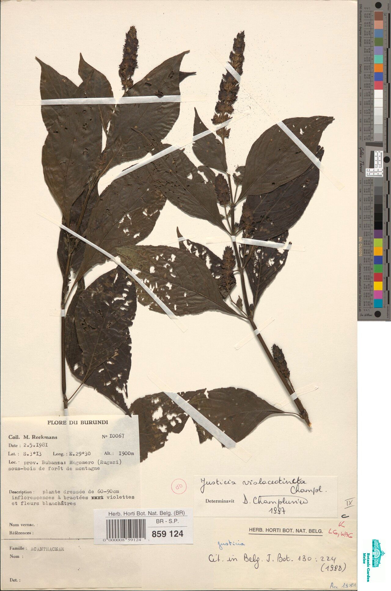 Justicia violaceotincta — houseplant care guide