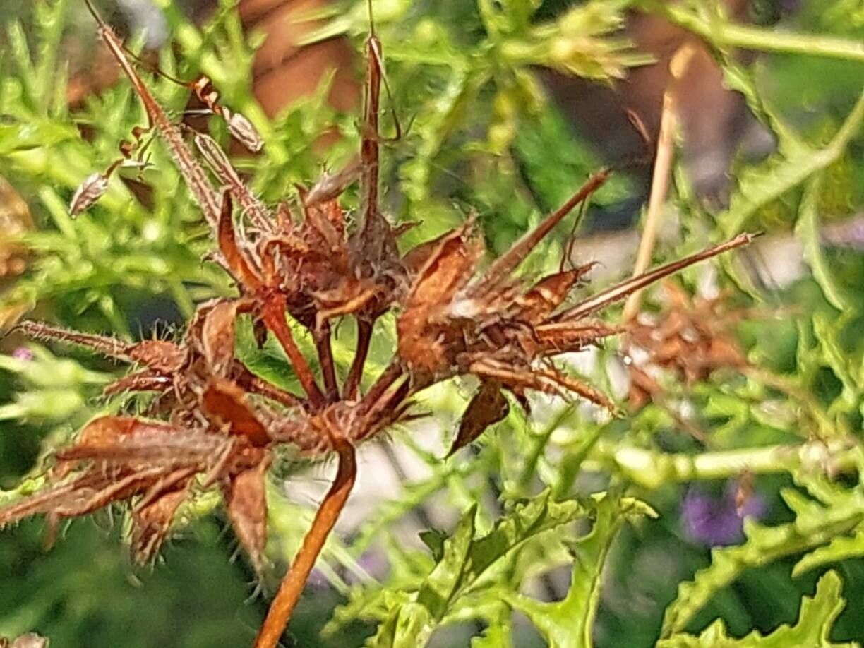 Pelargonium glutinosum fruit
