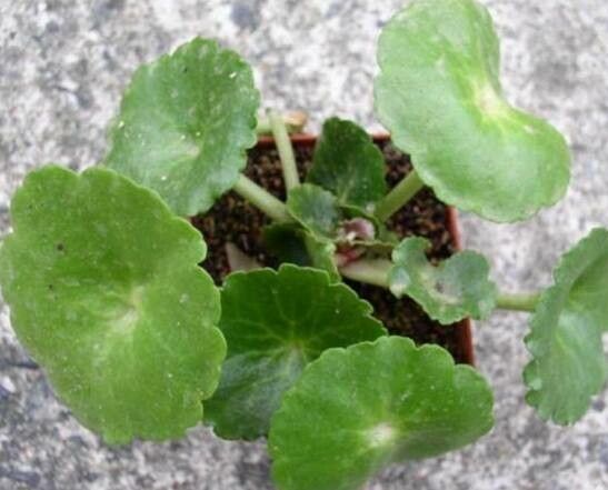 Crassula umbella habit