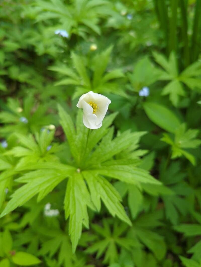 Anemone canadensis flower