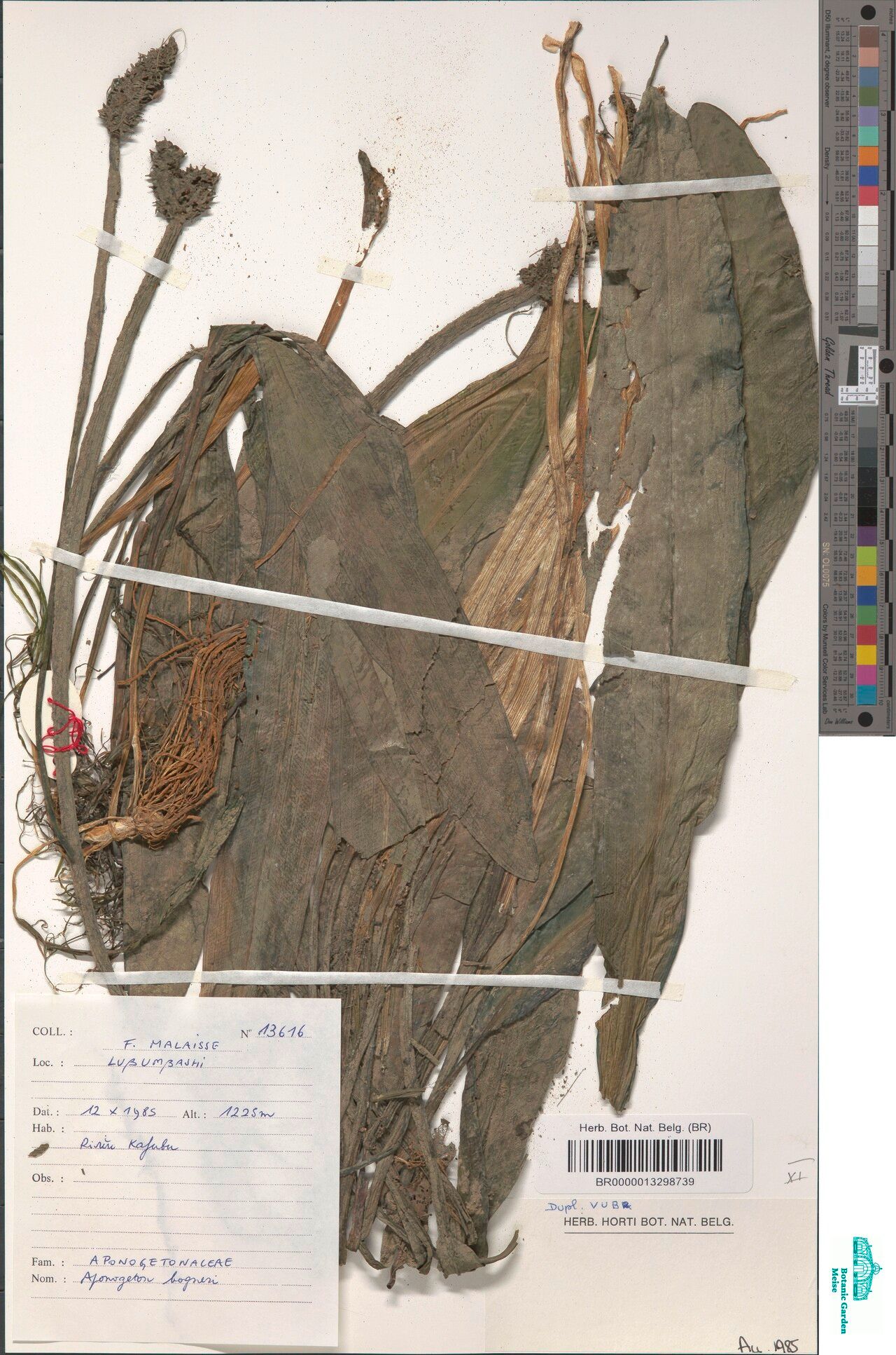 Aponogeton bogneri — related species from the same genus