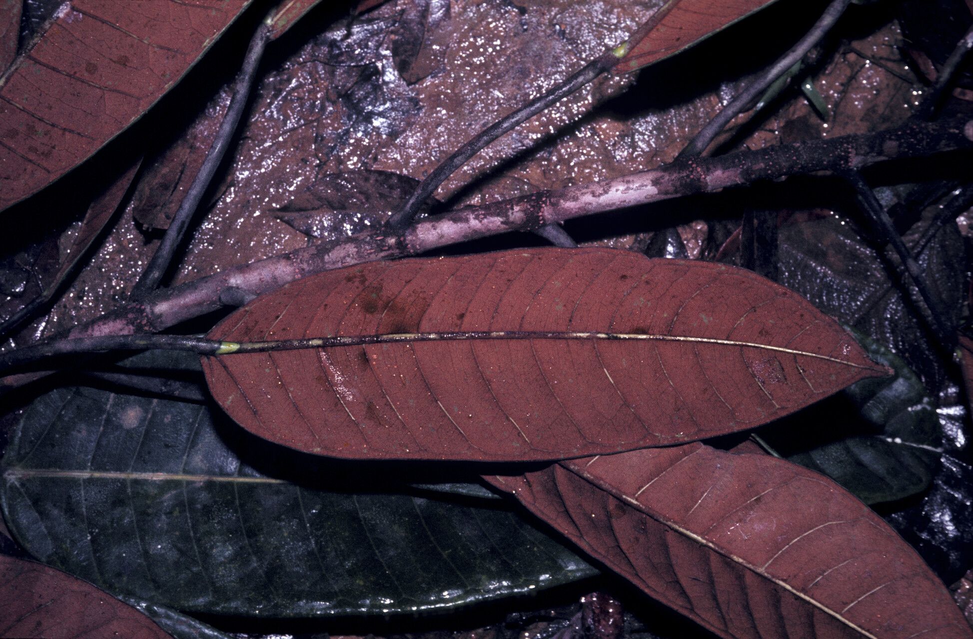 Ficus albert-smithii leaf