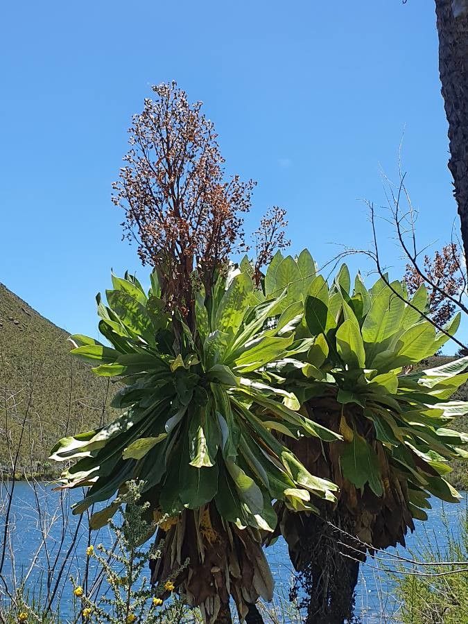 Dendrosenecio battiscombei flower