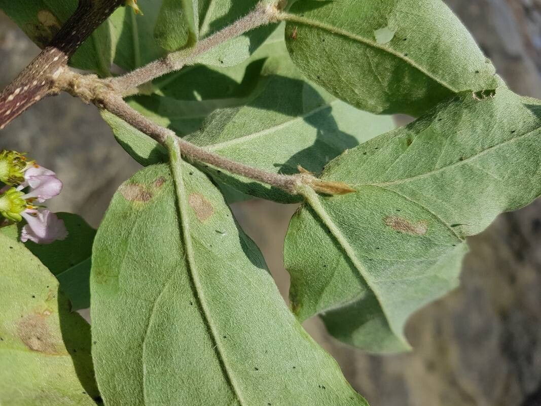 Malpighia stevensii leaf