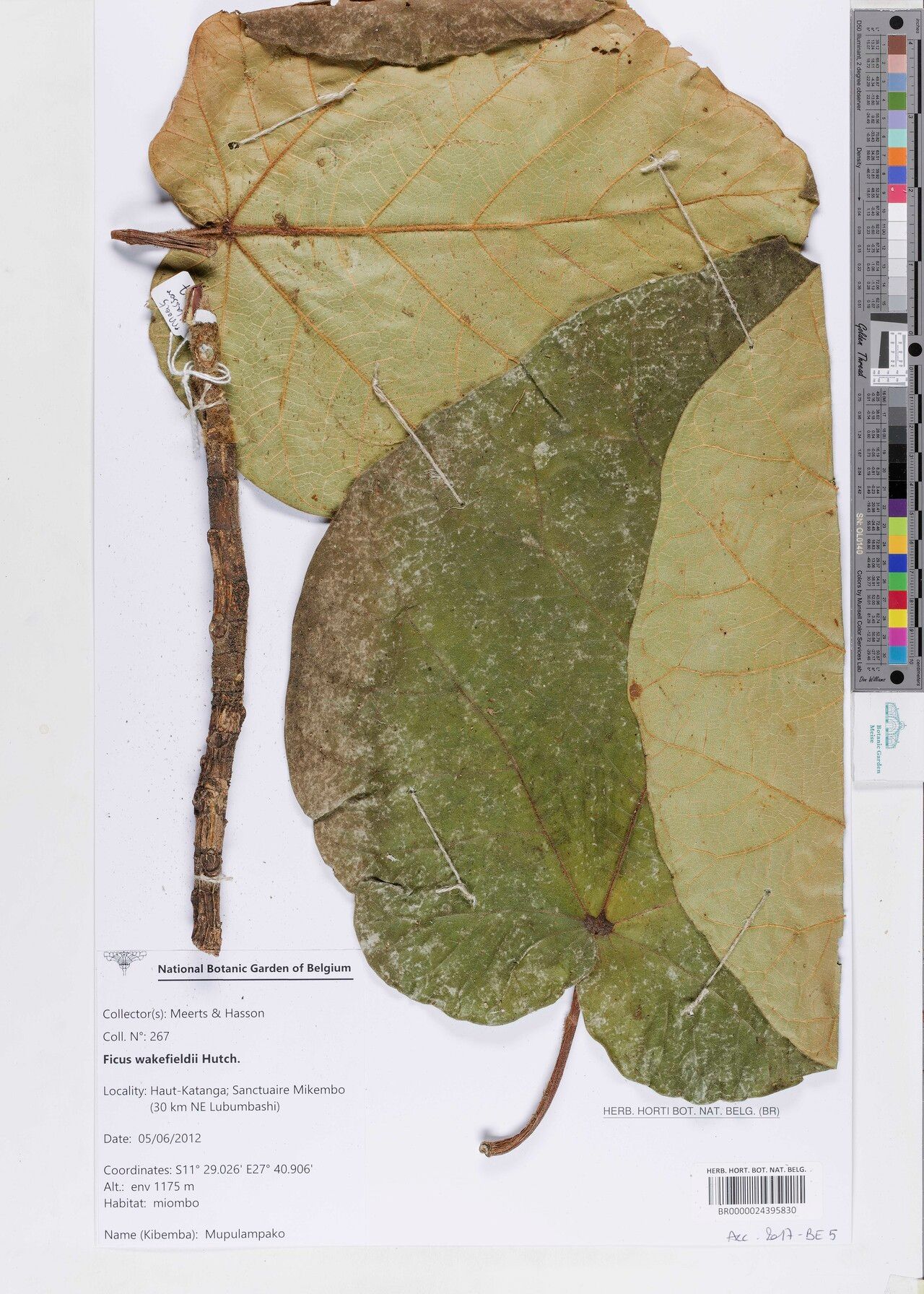 Ficus wakefieldii — houseplant care guide