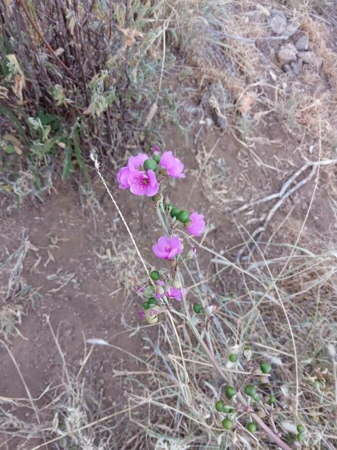 Talinum portulacifolium fruit