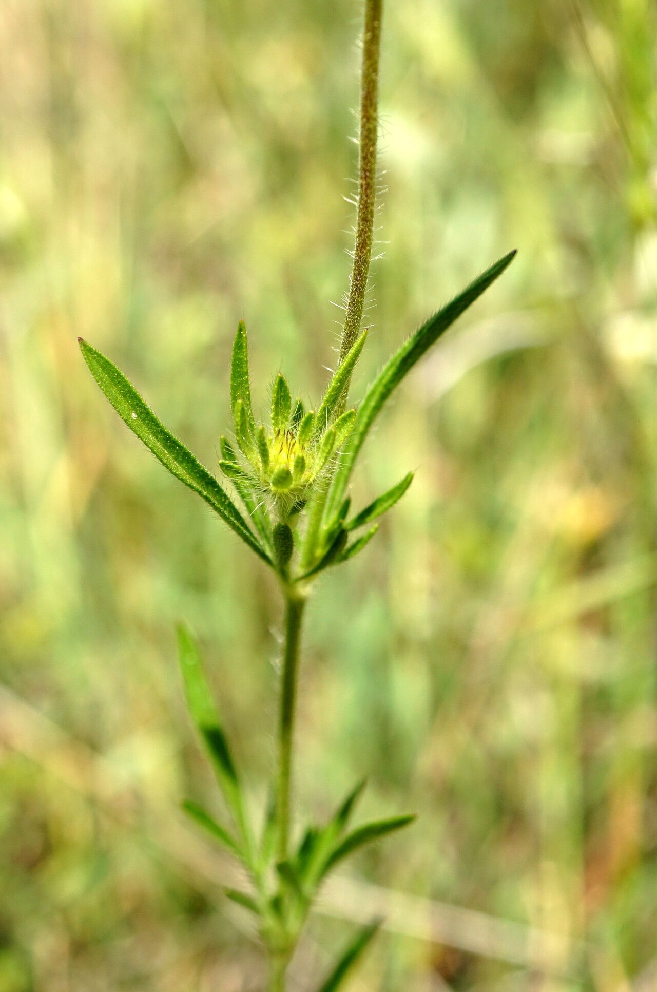 Lomelosia micrantha — search result for 'Lomelosia'