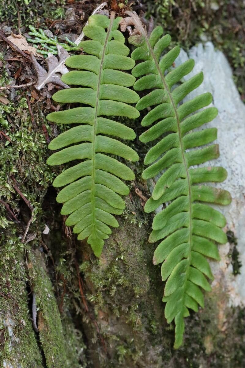 Blechnum amabile — related species from the same genus