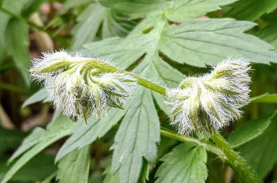 Hydrophyllum fendleri flower