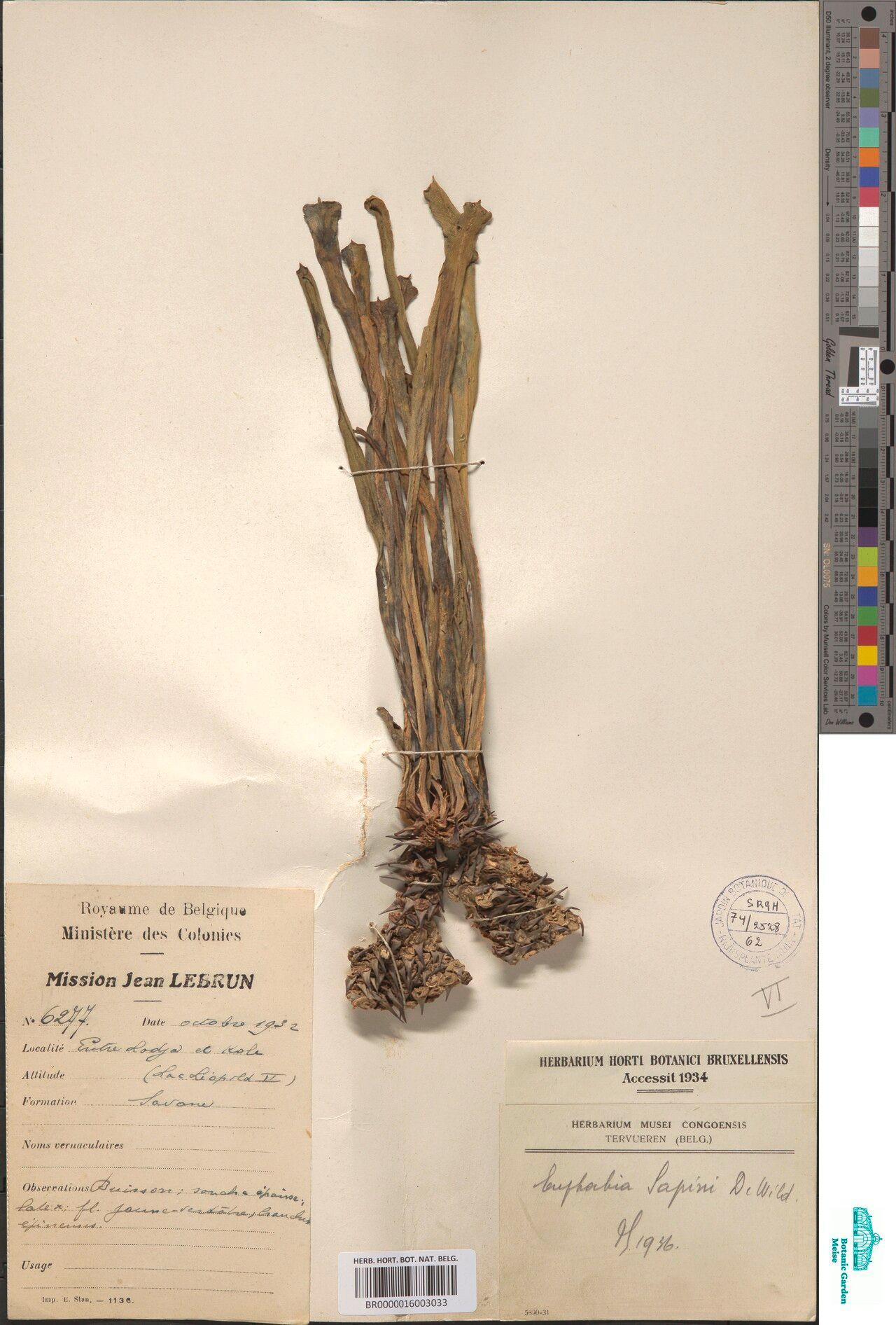 Euphorbia sapinii — houseplant care guide