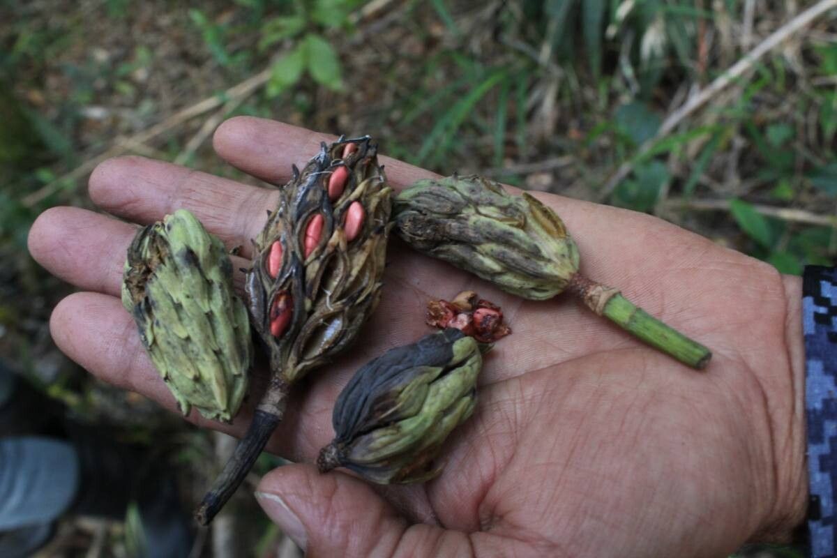 Magnolia poasana fruit