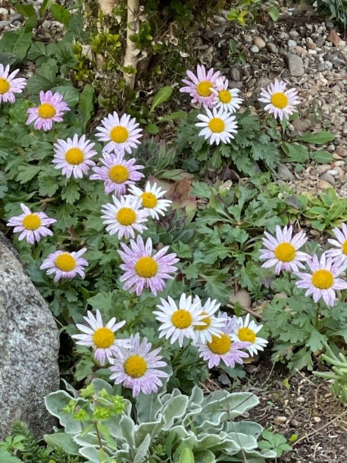 Chrysanthemum zawadzkii flower