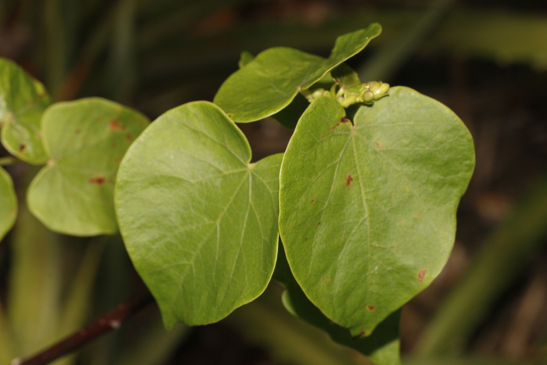 Jatropha stevensii flower