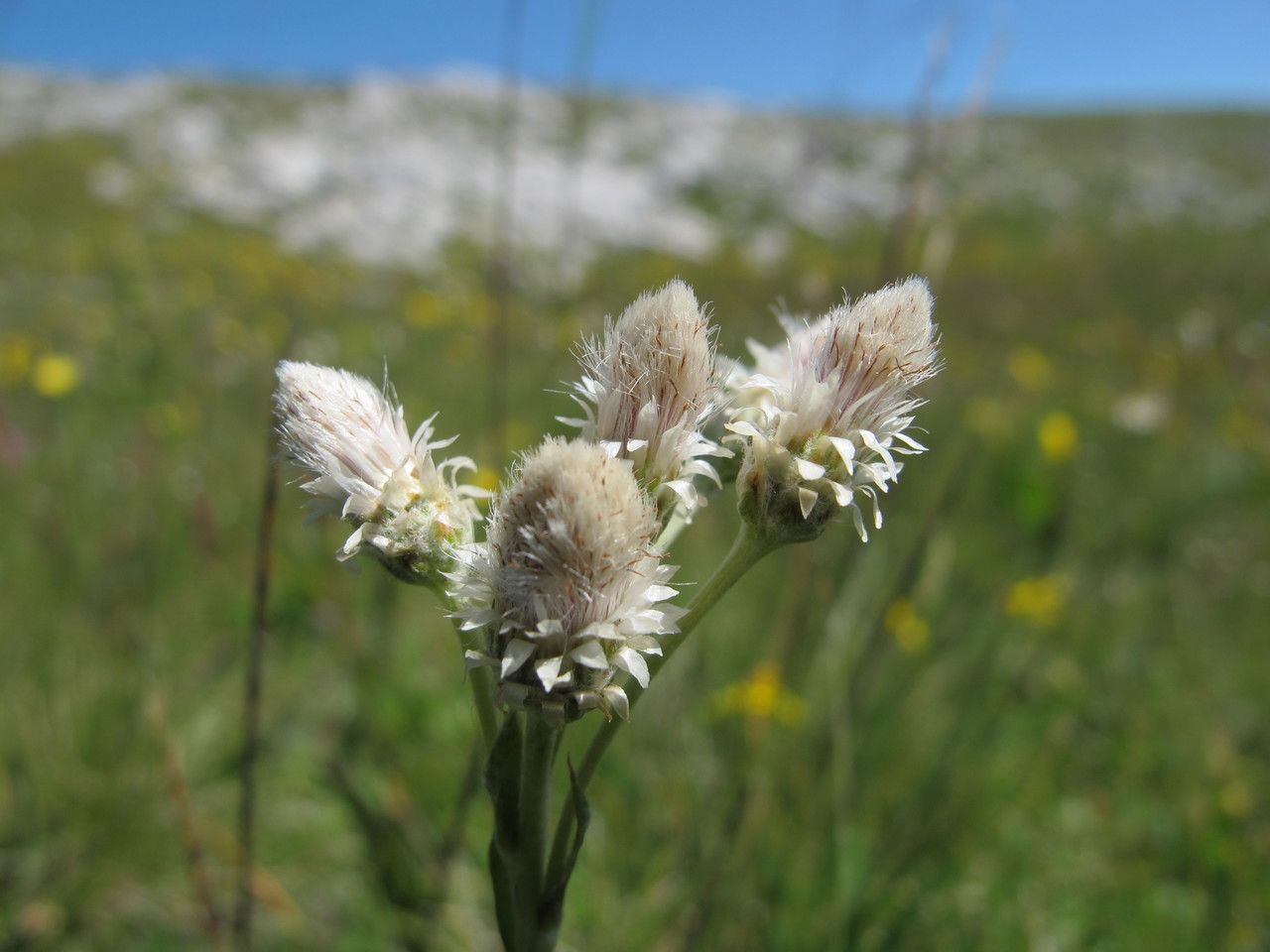 Antennaria dioica fruit