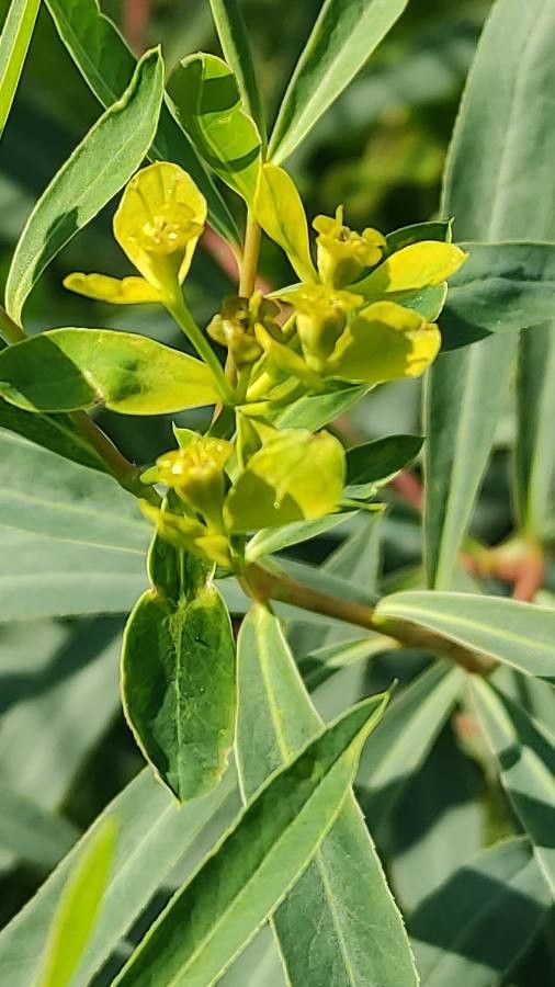 Euphorbia sarawschanica flower