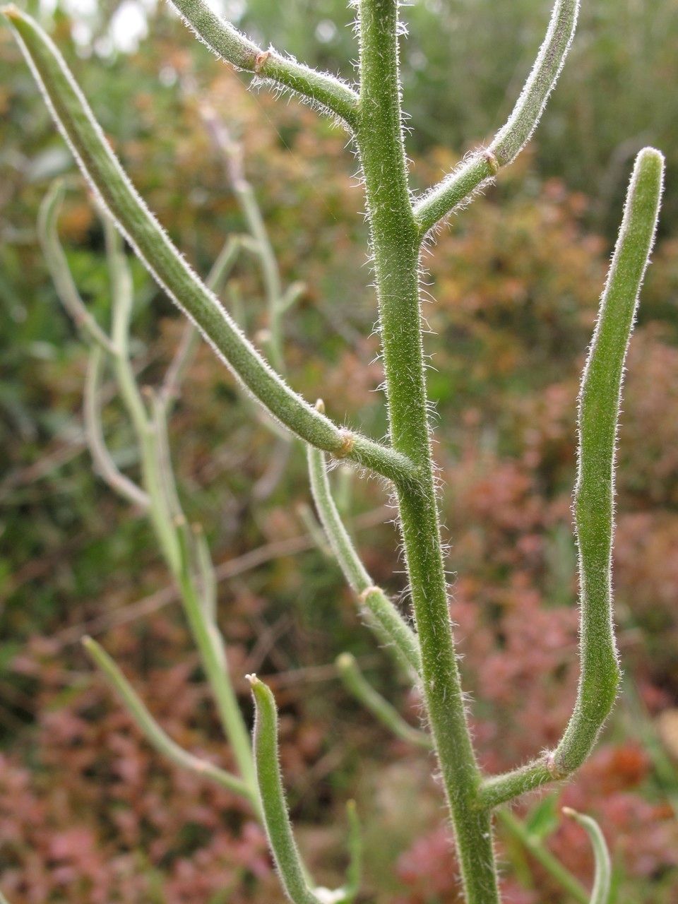 Hesperis laciniata fruit