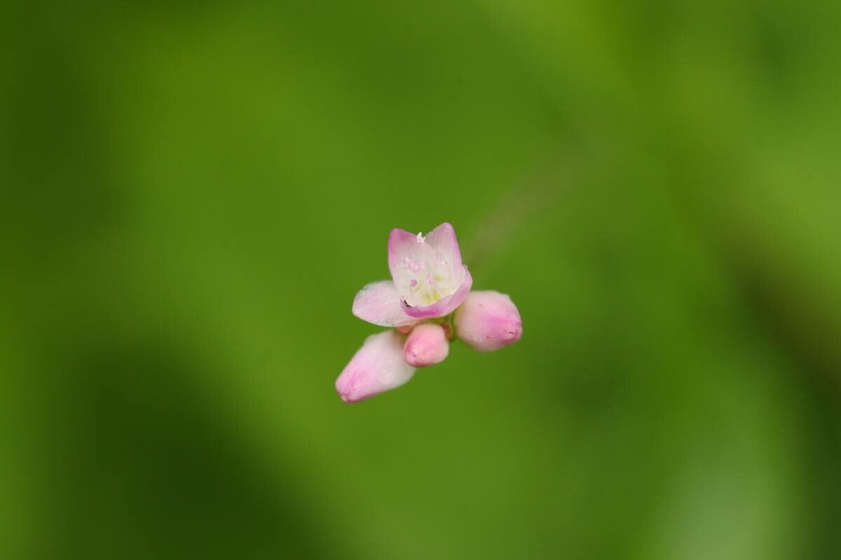 Persicaria senticosa — houseplant care guide